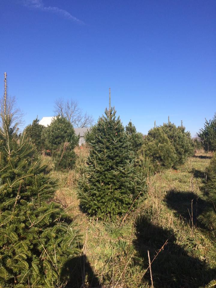 Helmig's Tree Farm